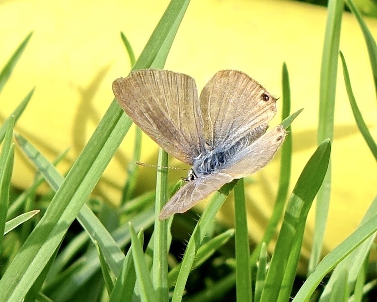 long-tailed blue